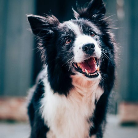 baptist-standaert-mx0DEnfYxic-unsplash baptist-standaert-mx0DEnfYxic-unsplash